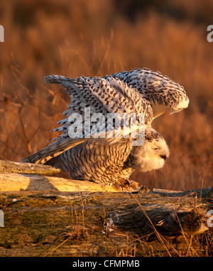 Schneeeule Kräuseln Federn während auf Log-in Marsh-Boundary Bay, British Columbia, Kanada. Stockfoto