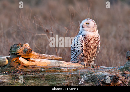 Schneeeule thront auf Log-in Marsh-Boundary Bay, British Columbia, Kanada. Stockfoto