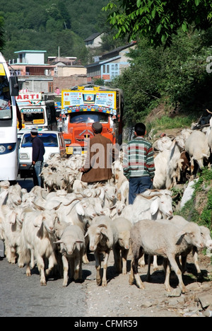 Entwicklung trifft Weidewirtschaft im ländlichen Indien Stockfoto