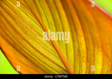 Horizontal in der Nähe, des Blattes von einem indischen Schuss Pflanzen (Canna) in der Sonne. Stockfoto