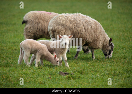 Zwei Schafe und zwei Lämmer in einem Feld in Nidderdale, Yorkshire Stockfoto