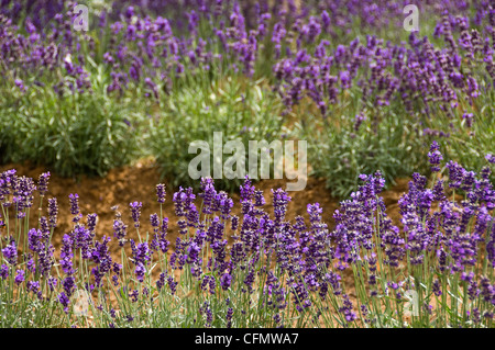 Horizontalen Weitwinkel Blick auf ein Feld voller Blüte englischer Lavendel, Lavandula Angustifolia, in der Sonne. Stockfoto