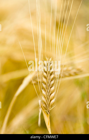 Vertikale Nahaufnahme des goldenen Gerste reif für die Ernte in der Sonne. Stockfoto