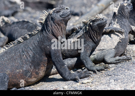 Marine Iguana, vom Aussterben bedrohte (IUCN), Punta Espinosa, Fernandina, Galapagos-Inseln, UNESCO Natural World Heritage Site, Ecuador Stockfoto