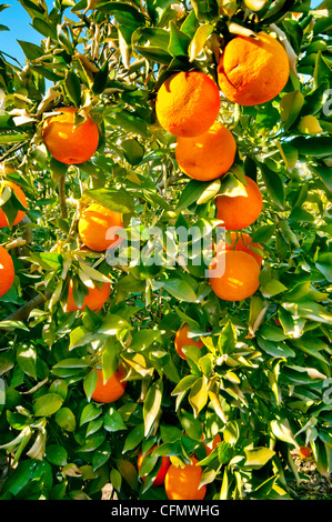 Reifer spanischen Orangen wächst auf dem Baum, umgeben von grünen Blättern und mit einem pulsierenden blauen Himmel im späten Frühjahr Stockfoto