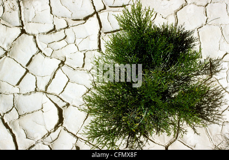 Eine grüne Pflanze in einem Gebiet von trockene rissige Erde während der Trockenheit. Stockfoto
