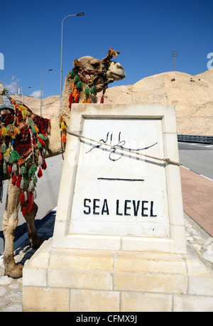 Kamel hitched zu einem Schild Meeresspiegel am Toten Meer in Israel Stockfoto