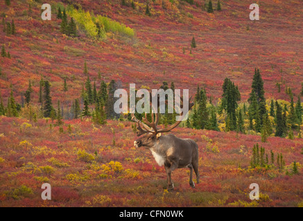 Caribou (Rangifer Tarandus) bull, Herbst Tundra im Denali-Nationalpark, Alaska. Stockfoto