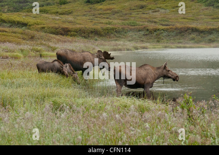 Elch (Alces Alces) weiblich, ernähren sich zwei Kälber und junge Stier von Vegetation am Rand eines Teiches, Denali-Nationalpark, Alaska. Stockfoto