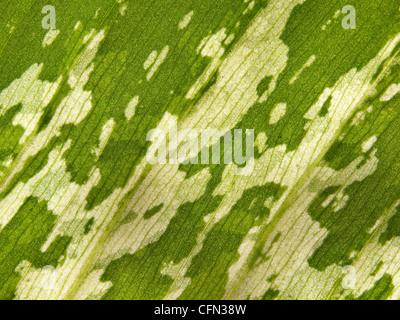 Dumb Cane Blatt Stockfoto