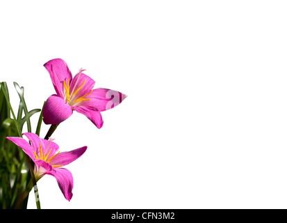 Fadjar rosa Blüte Stockfoto