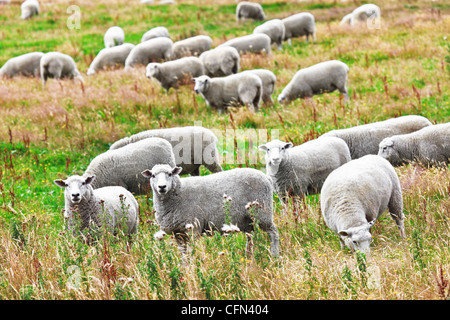 Herde der Schafe auf der Wiese Stockfoto