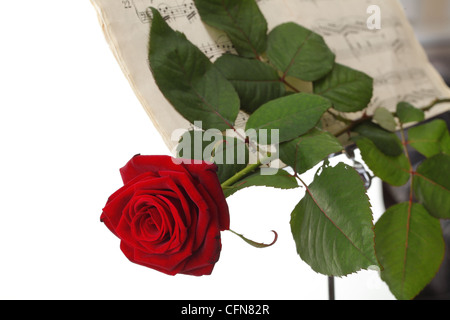 rote Rosen und alten Hinweis Notizen lieben weißen Hintergrundmusik Stockfoto
