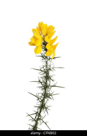 Gelber Ginster Blumen auf einem dornigen Stengel isoliert gegen weiß Stockfoto