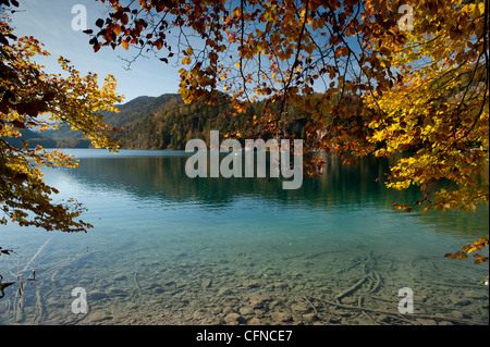 Herbstfarben am Alpsee Alpensee, Schwangau, Bayern, Deutschland, Europa Stockfoto