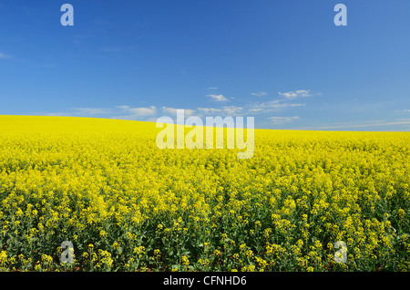 Raps-Feld in der Nähe von Junee, New-South.Wales, Australien, Pazifik Stockfoto