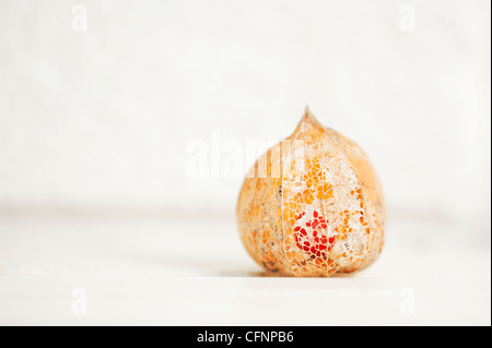 Physalis alkekengi Franchetii''. Chinesische Laterne Obst in morschem papery Schale gegen hellen Hintergrund Stockfoto