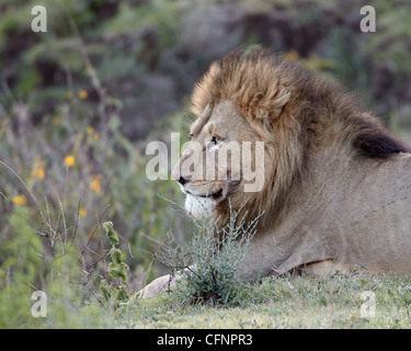 Löwe (Panthera Leo), Ngorongoro Crater, Tansania, Ostafrika, Afrika Stockfoto