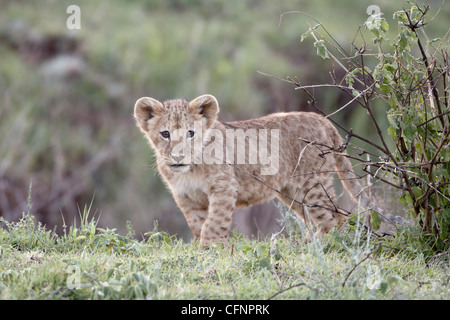 Löwe (Panthera Leo) Cub, Ngorongoro Crater, Afrika, Tansania, Ostafrika Stockfoto