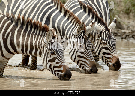 Drei gemeinsame (Burchell Zebra) Zebra (Equus Burchelli) trinken, Ngorongoro Crater, Afrika, Tansania, Ostafrika Stockfoto