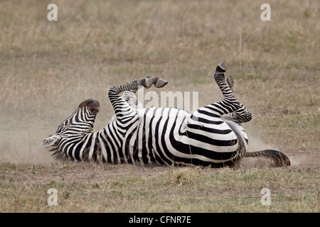 Gemeinsame (Burchell Zebra) Zebra (Equus Burchelli) Staub baden, Ngorongoro Crater, Tansania, Ostafrika, Afrika Stockfoto