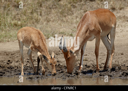 Erwachsene und junge Coke Kuhantilope (Alcelaphus Buselaphus Cokii), Tansania, Ostafrika, Afrika Stockfoto