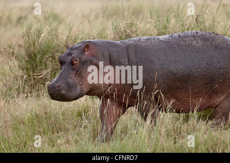 Flusspferd (Hippopotamus Amphibius) aus dem Wasser, Serengeti Nationalpark, Tansania, Ostafrika, Afrika Stockfoto