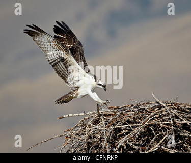 Fischadler (Pandion Haliaetus) Landung auf sein Nest, Lemhi Grafschaft, Idaho, Vereinigte Staaten von Amerika, Nordamerika Stockfoto