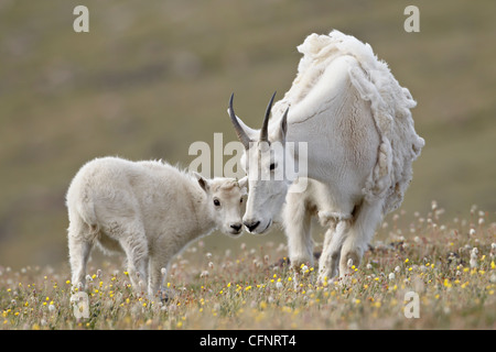 Bergziege (Oreamnos Americanus) Kindermädchen und Kid, Shoshone National Forest, Wyoming, Vereinigte Staaten von Amerika, Nordamerika Stockfoto