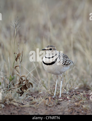 Zwei-Banded Renner (Double-Banded Renner) (Rhinoptilus Africanus), Serengeti Nationalpark, Tansania, Ostafrika, Afrika Stockfoto