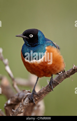 Superb Starling (Glanzstare Superbus), Serengeti Nationalpark, Tansania, Ostafrika, Afrika Stockfoto