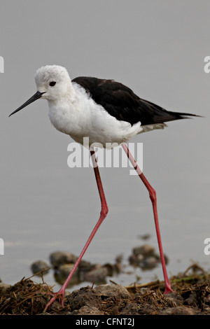 Stelzenläufer (Himantopus Himantopus), Serengeti Nationalpark, Tansania, Ostafrika, Afrika Stockfoto