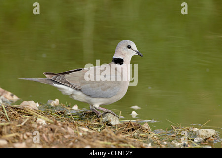 Ring-necked Taube (Kap Turteltaube), Tansania, Ostafrika, Afrika Stockfoto