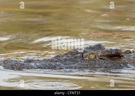 Nil-Krokodil (Crocodylus Niloticus) schwimmen, Serengeti Nationalpark, Tansania, Ostafrika, Afrika Stockfoto