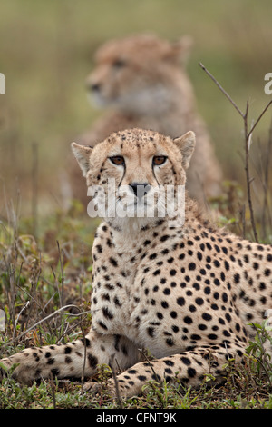 Gepard (Acinonyx Jubatus) Brüder, Serengeti Nationalpark, Tansania, Ostafrika, Afrika Stockfoto