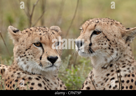 Gepard (Acinonyx Jubatus) Brüder, Serengeti Nationalpark, Tansania, Ostafrika, Afrika Stockfoto