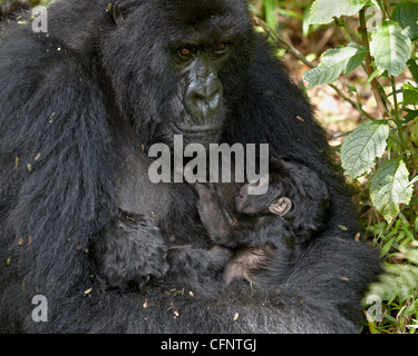 Berggorillas (Gorilla Gorilla Beringei), Volcanoes-Nationalpark, Ruanda, Afrika Stockfoto