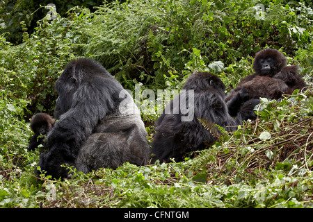 Vier Berggorillas (Gorilla Gorilla Beringei) des Amahoro Gruppe, Volcanoes-Nationalpark, Ruanda, Afrika Stockfoto