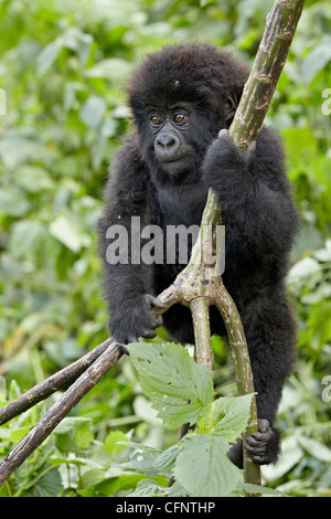 Säugling Berggorillas (Gorilla Gorilla Beringei), Volcanoes-Nationalpark, Ruanda, Afrika Stockfoto