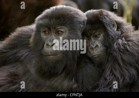 Zwei Jugendliche Berggorillas (Gorilla Gorilla Beringei) der Umubano Gruppe, Volcanoes-Nationalpark, Ruanda, Afrika Stockfoto