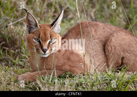 Karakal (Caracal Caracal), Serengeti Nationalpark, Tansania, Ostafrika, Afrika Stockfoto