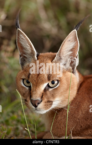 Karakal (Caracal Caracal), Serengeti Nationalpark, Tansania, Ostafrika, Afrika Stockfoto