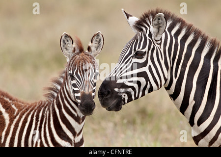 Gemeinsamen Zebra oder Burchell Zebra (Equus Burchelli) Fohlen und Stute, Serengeti Nationalpark, Tansania, Ostafrika, Afrika Stockfoto