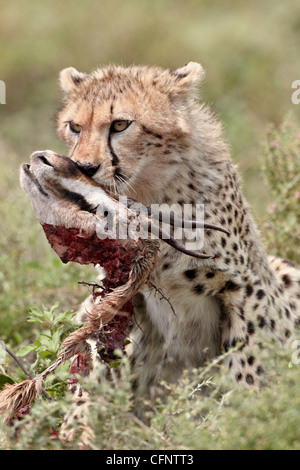 Gepard (Acinonyx Jubatus) Jungtier mit einem Thomson es Gazelle zu töten, Serengeti Nationalpark, Tansania, Ostafrika, Afrika Stockfoto