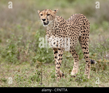 Gepard (Acinonyx Jubatus), Serengeti Nationalpark, Tansania, Ostafrika, Afrika Stockfoto