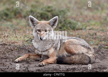 Goldschakal (Canisa Aureus), Serengeti Nationalpark, Tansania, Ostafrika, Afrika Stockfoto