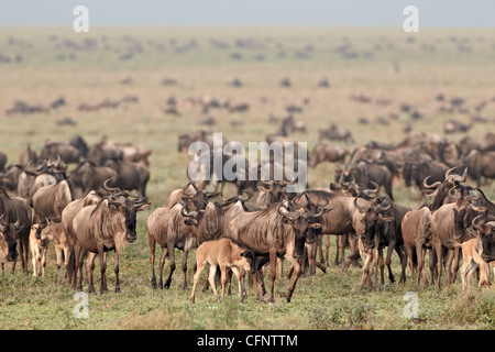 Streifengnu (gestromt Gnu) (Connochaetes Taurinus) Herde, Serengeti Nationalpark, Tansania, Ostafrika, Afrika Stockfoto