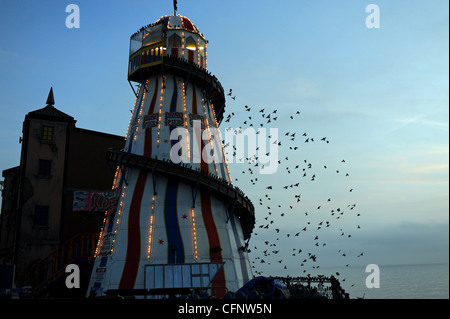 Starling bereitet sich darauf vor, auf dem Helter Skelter am Brighton Palace Pier in der Abenddämmerung Großbritanniens zu sitzen Stockfoto