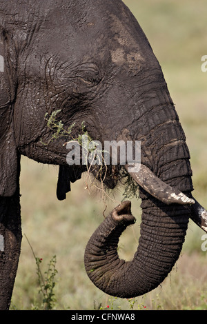 Afrikanischer Elefant (Loxodonta Africana) Essen, Serengeti Nationalpark, Tansania, Ostafrika, Afrika Stockfoto