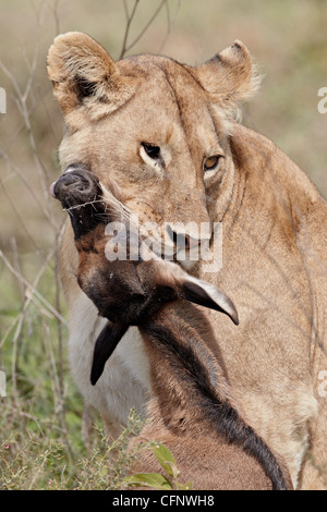 Löwin (Löwe Panthera Leo), Tansania, Ostafrika, Afrika Stockfoto